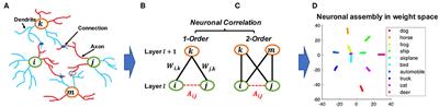 BEAN: Interpretable and Efficient Learning With Biologically-Enhanced Artificial Neuronal Assembly Regularization